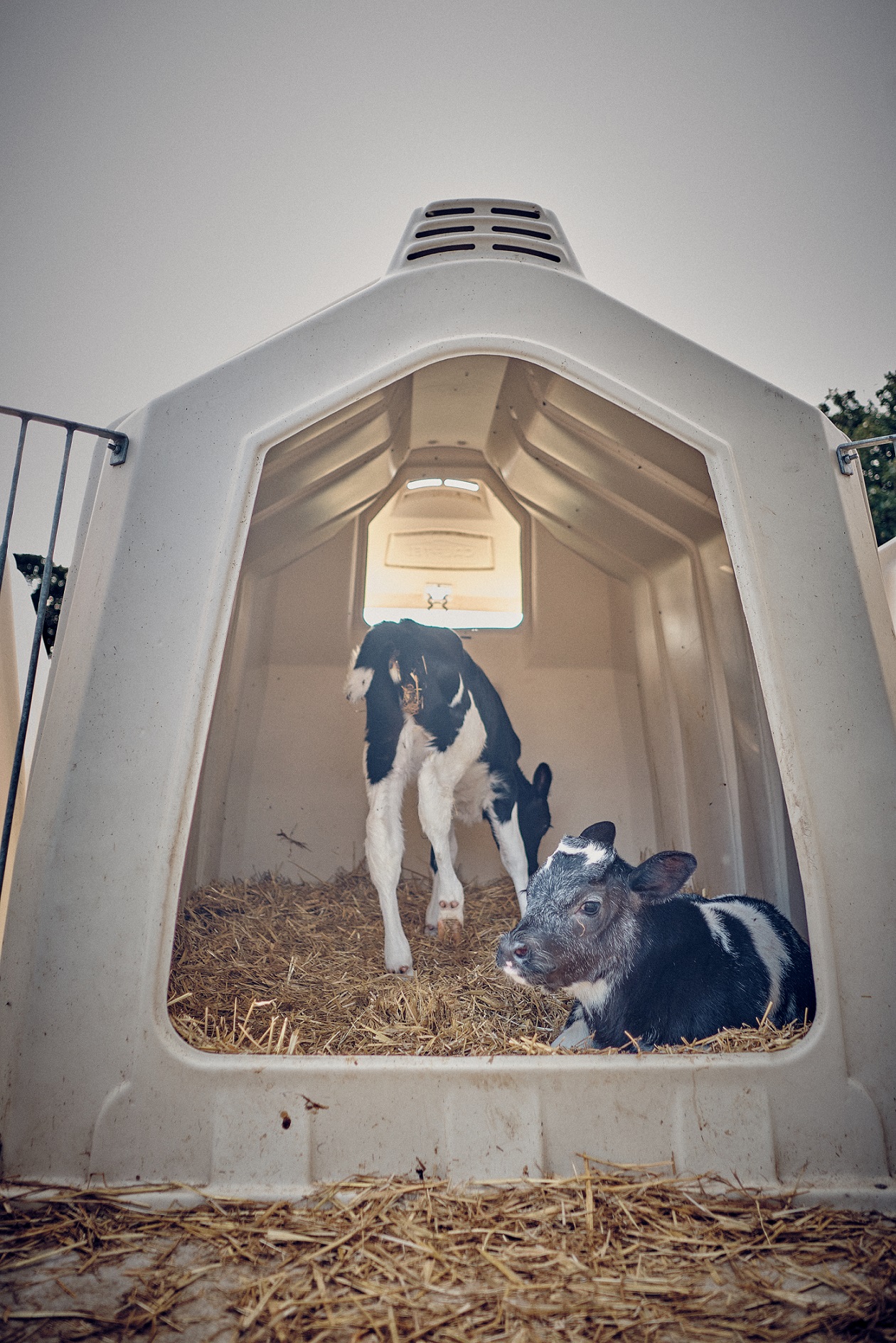 A straw-bedded paired hutch situated outside housing two calves, one standing up and one lying down.